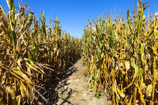The 10 Best Corn Mazes in Ohio!