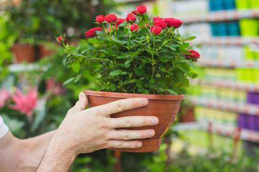 9 Best Garden Centers and Nurseries in Ohio!